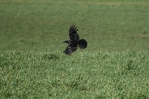 Raven, Common, 2005-05310731 Whyoming